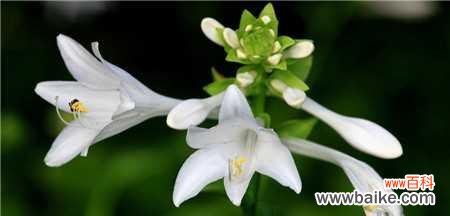 探寻猫尾草的隐藏意义与文化象征 猫尾草的花语和文化背景