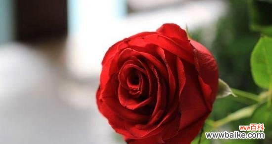 揭示玫瑰花语中的数字奥秘 玫瑰朵数的象征意义