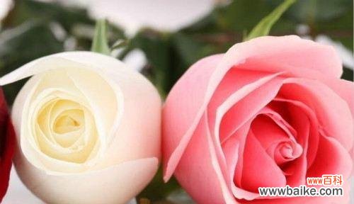 探寻玫瑰花所代表的深刻含义与美好寓意 玫瑰花的花语与象征意义