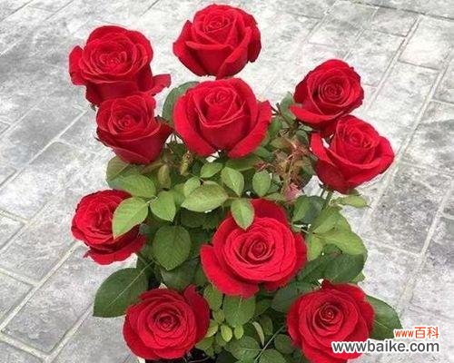 赋予玫瑰花的深刻含义与情感传递 玫瑰花的意义与象征