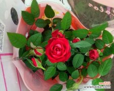 赋予玫瑰花的深刻含义与情感传递 玫瑰花的意义与象征