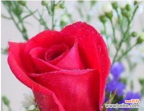 赋予玫瑰花的深刻含义与情感传递 玫瑰花的意义与象征