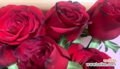 探索玫瑰的象征意义及文化内涵 玫瑰的花语和寓意