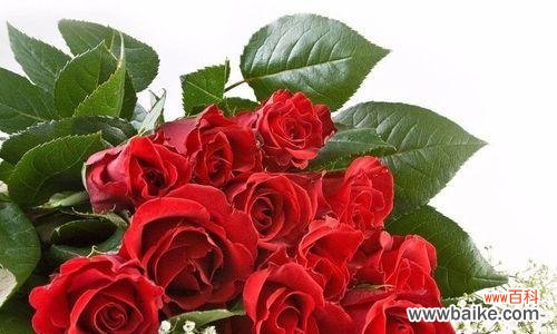 浪漫 99朵红玫瑰的花语及意义