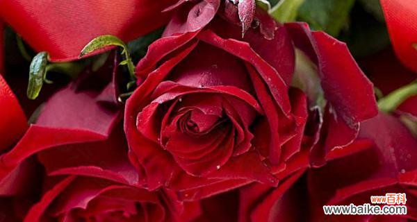 解读玫瑰花束背后的寓意 玫瑰的数量代表的意义