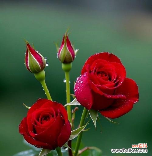 哪种花寓意期盼爱情?期盼爱情的花有哪些?