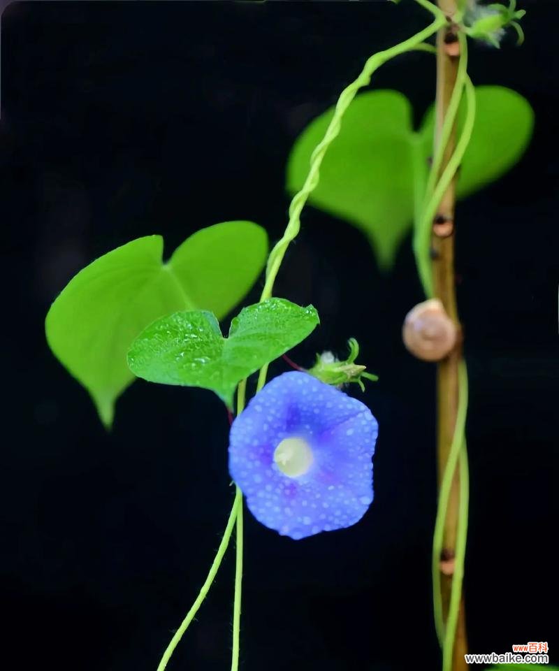 哪种花寓意期盼爱情?期盼爱情的花有哪些?