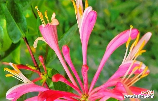 哪些花卉代表爱情的意义?花卉与爱情的联系是什么?