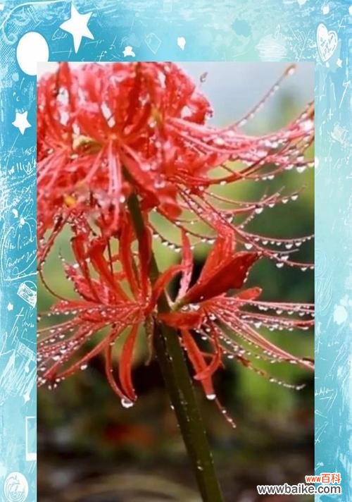 悲剧爱情花有哪些？它们的象征意义是什么？