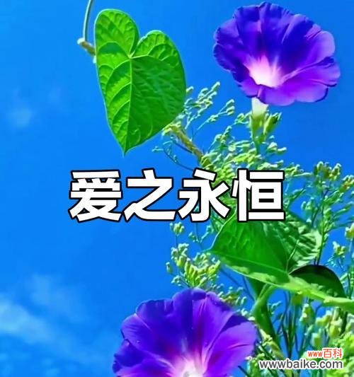 悲剧爱情花有哪些？它们的象征意义是什么？