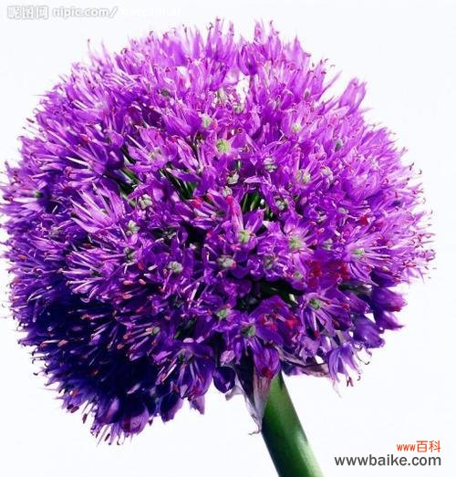 紫色鹿的寓意与什么花相关?