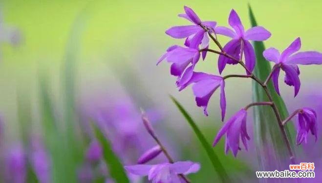 紫色鹿的寓意与什么花相关?