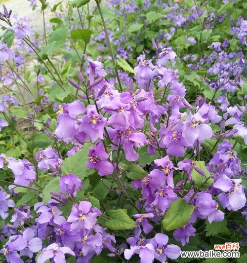 紫色鹿的寓意与什么花相关?