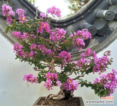 哪些花象征平安健康四季常开?平安健康花的种类有哪些?