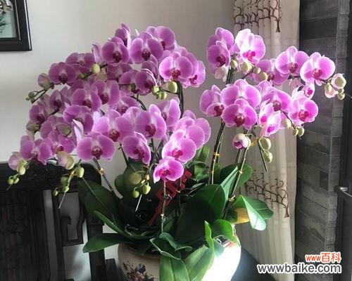 哪种花象征着家业兴旺?