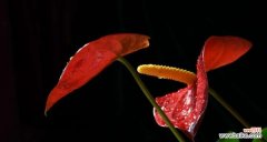 揭开火鹤花语的奥秘 火鹤花语