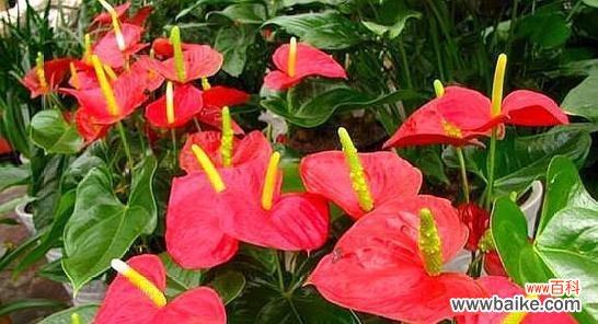 绽放如火 火鹤花