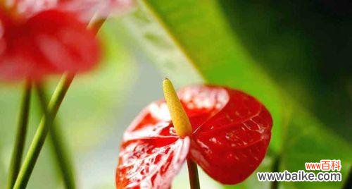 绽放如火 火鹤花