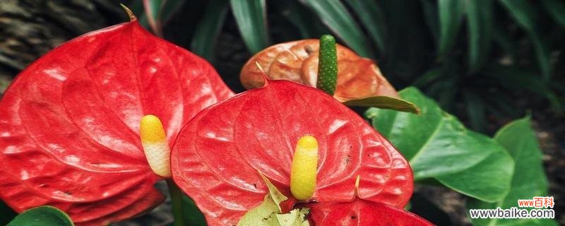 绽放如火 火鹤花