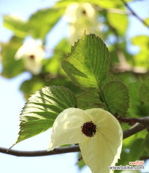 揭示生命演化的奥秘与意义 活化石植物
