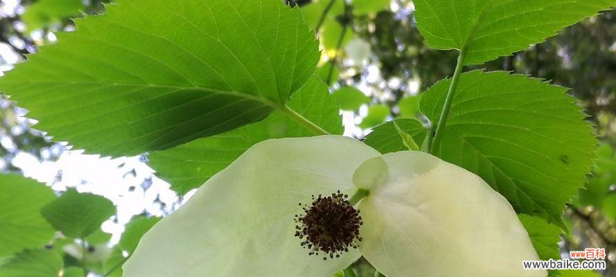 揭示生命演化的奥秘与意义 活化石植物