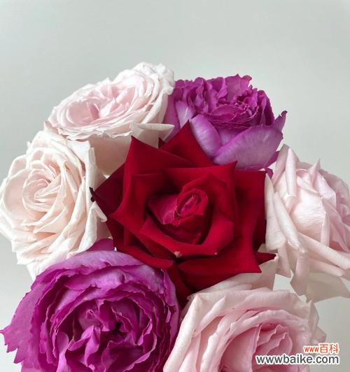 混色玫瑰的美丽绽放与深意解读 混色玫瑰花语