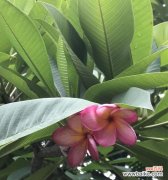 花开如画 鸡蛋花