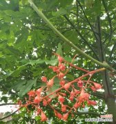 解密火焰木的花语和神秘力量 火焰木传说