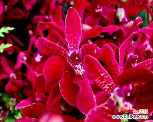 热情与希望的象征 火焰兰