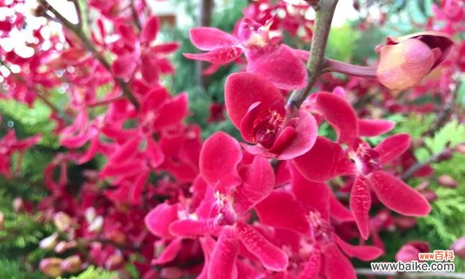 热情与希望的象征 火焰兰