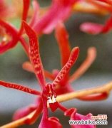 热情与希望的象征 火焰兰