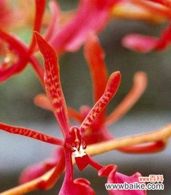 热情与希望的象征 火焰兰