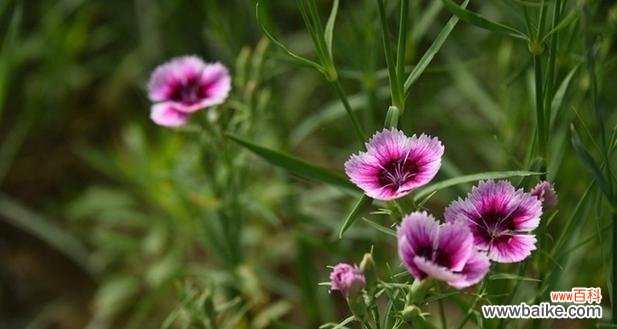 传承着爱的情感 火花兰花语