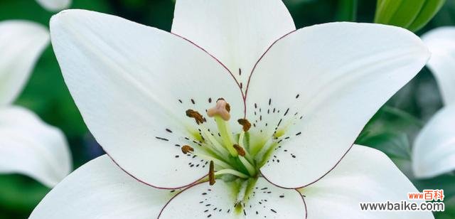 传承着爱的情感 火花兰花语