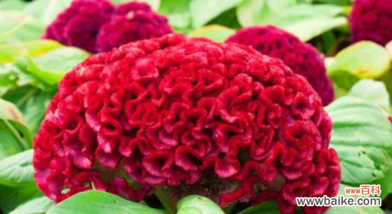 揭示鸡冠花所蕴含的深层寓意与人文内涵 鸡冠花的花语与象征意义