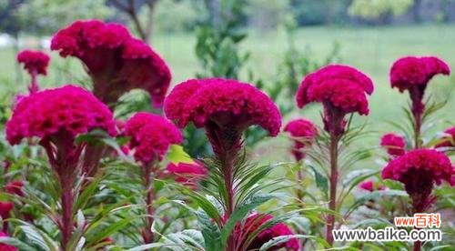 揭示鸡冠花所蕴含的深层寓意与人文内涵 鸡冠花的花语与象征意义