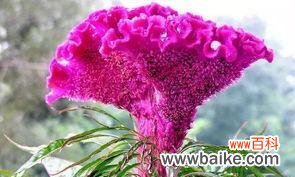 探究红色鸡冠花的美丽花语及象征意义 红色鸡冠花的花语与寓意