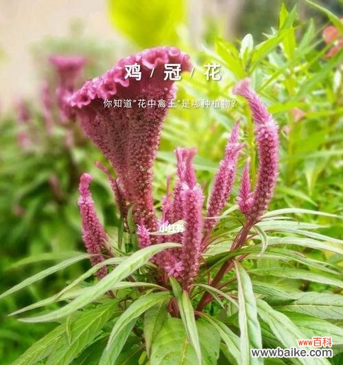 探寻鸡冠花的神秘之美 鸡冠花的意义和象征性