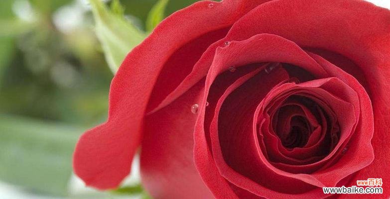 几朵玫瑰能传达的情感和意义 玫瑰花的含义与象征