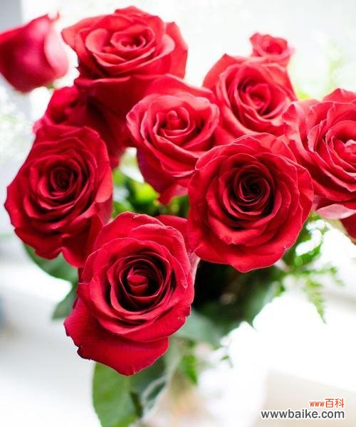 几朵玫瑰能传达的情感和意义 玫瑰花的含义与象征