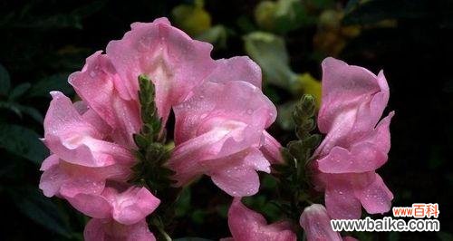 探索姬金鱼草花语的意义与象征 姬金鱼草的花语寓意