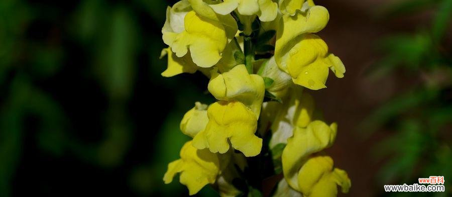 探索姬金鱼草花语的意义与象征 姬金鱼草的花语寓意