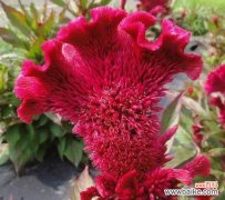 绽放鲜艳的鸡冠花 鸡冠花