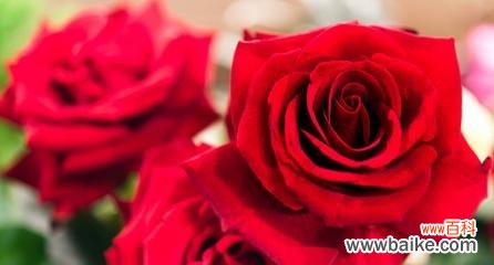 玫瑰花语揭示的真情 三朵玫瑰的深刻含义