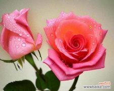 探寻玫瑰花的多重含义 玫瑰花的含义与象征意义