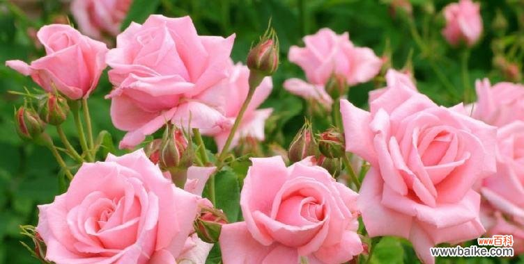 探寻玫瑰花的多重含义 玫瑰花的深刻内涵