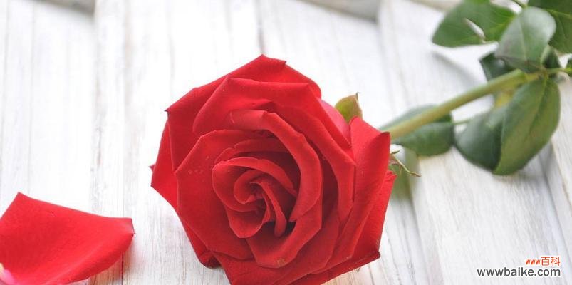 解读19朵玫瑰花的含义及象征 玫瑰花的花语与意义