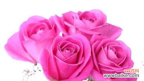 解读19朵玫瑰花的含义及象征 玫瑰花的花语与意义