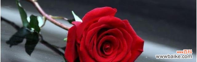 解读玫瑰花颜色的花语及象征意义 玫瑰花的花语之不同颜色的含义