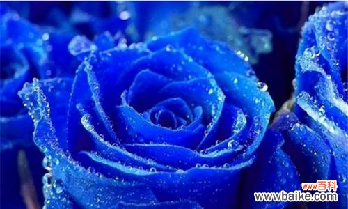 解读玫瑰花颜色的花语及象征意义 玫瑰花的花语之不同颜色的含义